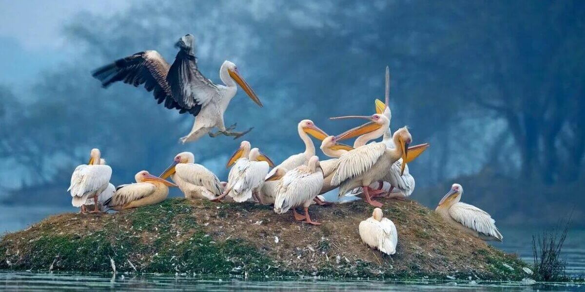 Bird sanctuary Rajasthan