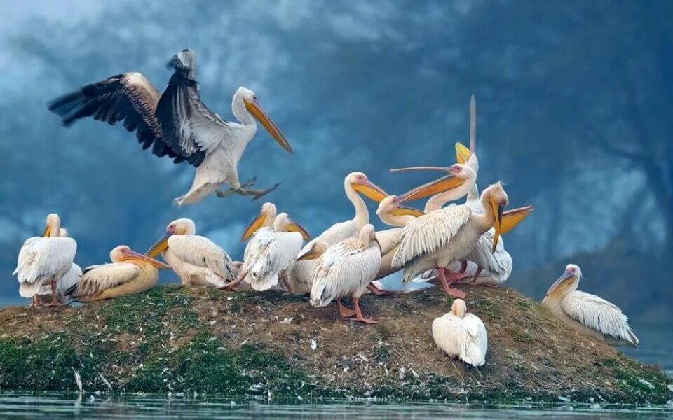Bird sanctuary Rajasthan